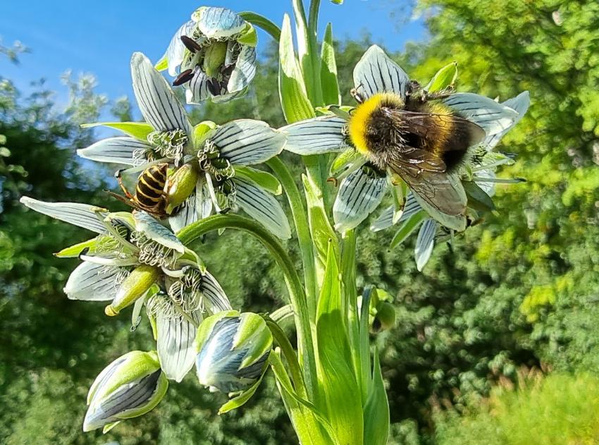 Illustrasjonsbilde Blomstringsvarsel 2022