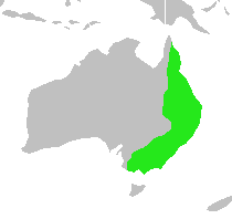 Pied Currawong range