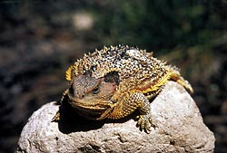 Pigmy short horned lizard