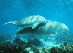 Dugong.