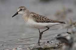 Calidris pusilla