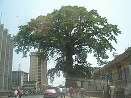 Pogled na centar grada i poznato Pamukovo drvo