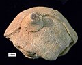 Calcareous sponge with an encrusting crinoid from the Matmor Formation (Jurassic, Callovian) of Makhtesh Gadol, Israel.