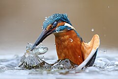 First place: Common kingfisher (Alcedo atthis) hunting in water. Natural reserves and contiguous areas of the Po River belt, Provincia di Vercelli, Piedmont, Italy – Autor: Luca Casale / CC BY SA 4.0