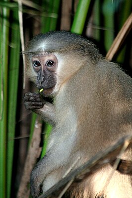 Mutsmangabey