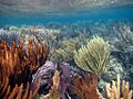 Coral Reefscape