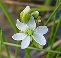 An atypical D. anglica flower with 6 petals