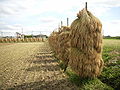 Drying on field in Japan