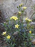 Linum arboreum