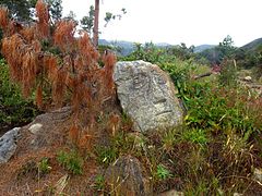 Muisca petroglyph