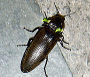 Elateridae: Male headlight click beetle (Pyrophorus noctilucus) from Jamaica