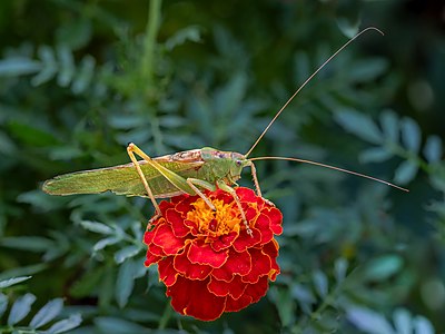 Tettigonia viridissima Tagetes-20190906-RM-130430