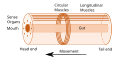 Image 6Idealised bilaterian body plan. With an elongated body and a direction of movement the animal has head and tail ends. Sense organs and mouth form the basis of the head. Opposed circular and longitudinal muscles enable peristaltic motion. (from Animal)