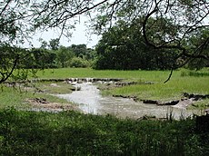 "Forêt Classée de Niangoloko"