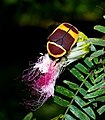Polyphaga/Scarabaeidae (bungo-maua Pachnoda marginata)