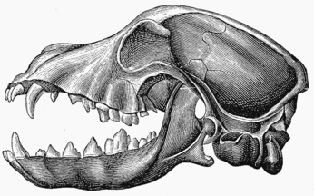 Dog skulls