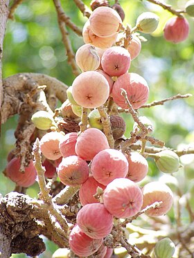 Frugter af morbærfigen (Ficus sycomorus).