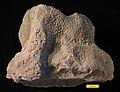 Trepostome bryozoan with bioerosion; Bellevue Formation, Upper Ordovician (Katian), northern Kentucky.