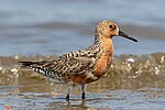 Thumbnail for File:Rufa red knot (Calidris canutus rufa) in Delaware Bay, New Jersey.jpg