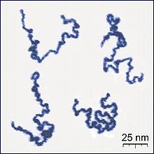 Single Polymer Chains AFM.jpg