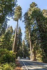 Thumbnail for Sequoia sempervirens