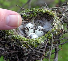 Bird nest with three eggs