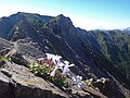 農鳥岳のタカネビランジ