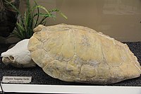 Skeleton of an alligator snapping turtle on display at the Museum of Osteology.