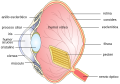 Esquema del ojo de un ave.