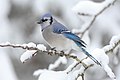 Blue jay (Cyanocitta cristata)