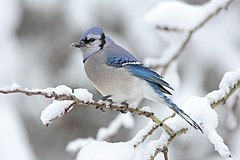 Treće mjesto: A Blue Jay (Cyanocitta cristata) in Algonquin Provincial Park, Canada. Mdf (GFDL)