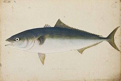 Japanese amberjack, painting by Kawahara Keiga (川原慶賀), 1823–1829