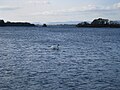 Swan on Lough Leane