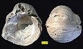 Gryphaea sp. from the Cretaceous of Texas; left valve interior and exterior (same specimen).