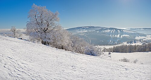 Witch-beeches on Himmeldunkberg in the Rhön Mountains