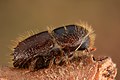 32 Ips typographus (female) uploaded by Iifar, nominated by Shizhao,  15,  0,  0