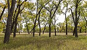 Thumbnail for File:Juniper picnic area Theodore Roosevelt NP1.jpg