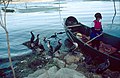 Cormorant fishing on Lake Er