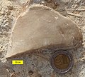 Mytilus (Falcimytilus) jurensis from the Middle Jurassic (Callovian) Matmor Formation of southern Israel.