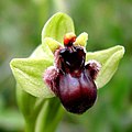 Ophrys bombyliflora Spain - Mallorca