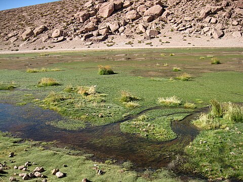 Putana River bofedal