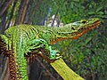 blue-tailed monitor