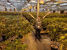 A woman stands in front of a vast greenhouse containing marijuana plants, flashing the camera with two peace signs