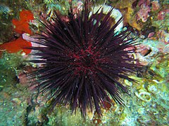 Paracentrotus lividus (oursin violet).