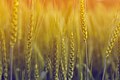 Image 45Although rice is the staple food of Bangladesh, wheat holds an important position is a summplementary staple corp. The image was captured in a wheat field in the Natore District. Photo Credit: Jubair1985