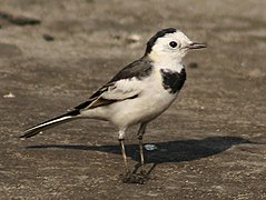 Pliszka białogardła (M. a. leucopsis)