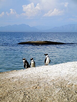 African penguins