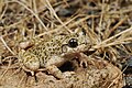 Betic midwife toad