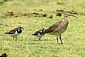 Bristle-thighed curlew (Numenius tahitiensis, right) and ruddy turnstones (Arenaria interpres)