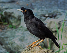 Crested myna, Osaka, Japan